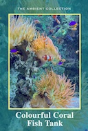 colourful_coral_fish_tank
