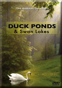 Ducks, Swans and Waterbirds from Sunrise to Sunset