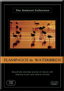 Soothing Scenery of Flamingo,Ducks,Geese, and many other Water Birds 