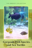 aquariums_gorgeous_fish_species_and_sea_turtles