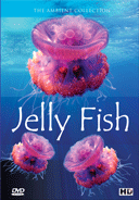Sea Jellies and Jelly Fish In Tropical Seas and Aquariums