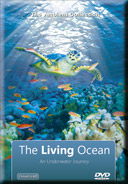 Relaxation with Oceans and Marine Sea Life in Tropical Seas 
