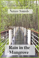 nature_sounds_rain_in_the_mangrove
