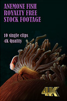 anemonefish_4k_royalty_free_stock_footage