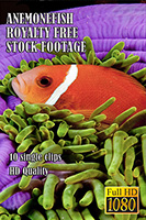 anemonefish_hd_royalty_free_stock_footage