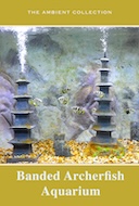 banded_archerfish_aquarium