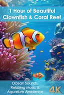 1_hour_beautiful_clownfish_and_coral_reef