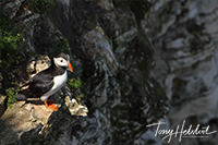 Bhempton_Cliffs_Puffy_is_sharp_RGB_yorkshire_england