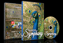 birds-symphony