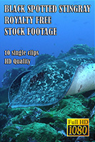 black_spotted_stingray_hd_royalty_free_stock_footage