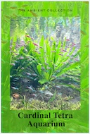 cardinal_tetra_aquarium