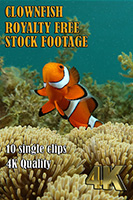 clownfish_4k_royalty_free_stock_footage