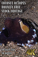 coconut_octopus_4k_royalty_free_stock_footage