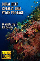 coral_reef_hd_royalty_free_stock_footage