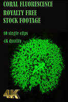 coral_fluorescence_4k_royalty_free_stock_footage