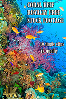coral_reef_4k_royalty_free_stock_footage
