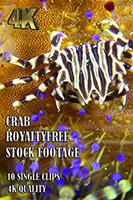 crab_4k_royalty_free_stock_footage