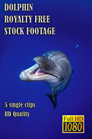 dolphin_hd_royalty_free_stock_footage