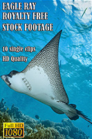 eagle_ray_hd_royalty_free_stock_footage