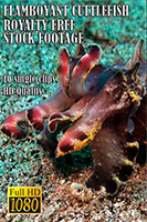 flamboyant_cuttlefish_hd_royalty_free_stock_footage
