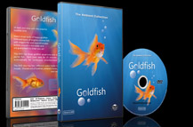 4  Happy Goldfish Aquariums For Decoration in Baby or Kids Rooms