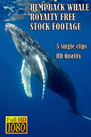 humpback_whale_hd_royalty_free_stock_footage