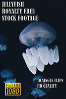 jellyfish_hd_royalty_free_stock_footage