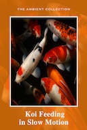 koi_feeding_in_slow_motion