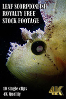 leaf_scorpionfish_4k_royalty_free_stock_footage