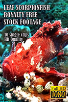 leaf_scorpionfish_hd_royalty_free_stock_footage