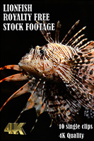 lionfish_4k_royalty_free_stock_footage