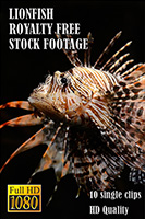 lionfish_hd_royalty_free_stock_footage