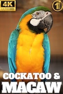 1_hour_blue_yellow_macaw_and_salmon_crested_cockatoo