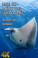 manta_ray_4k_royalty_free_stock_footage