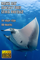manta_ray_hd_royalty_free_stock_footage