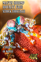 mantis_shrimp_4k_royalty_free_stock_footage
