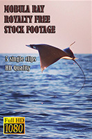 mobula_ray_hd_royalty_free_stock_footage