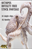 octopus_4k_royalty_free_stock_footage