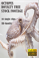 octopus_hd_royalty_free_stock_footage