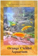 orange_cichlid_aquarium