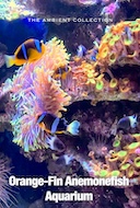 orange_fin_anemonefish_aquarium