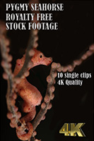 pygmy_seahorse_4k_royalty_free_stock_footage