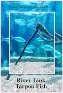 river_aquariums_river_tank_tarpon_fish
