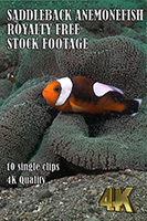 saddleback_anemonefish_4k_royalty_free_stock_footage