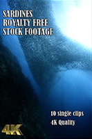 sardines_4k_royalty_free_stock_footage