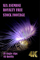 sea_anemone_4k_royalty_free_stock_footage