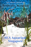 mesmerizing_marine_life_sea_aquarium_singapore