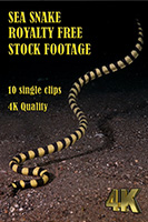 sea_snake_4k_royalty_free_stock_footage