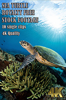 sea_turtle_4k_royalty_free_stock_footage