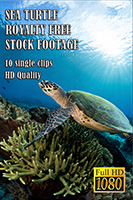 sea_turtle_hd_royalty_free_stock_footage